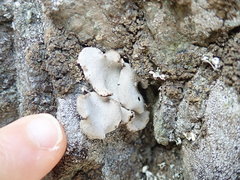 Dermatocarpon reticulatum