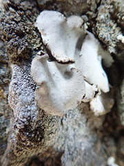 Dermatocarpon reticulatum