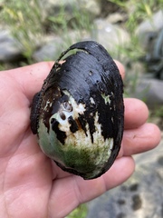 Hamiota perovalis