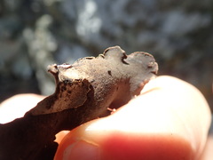 Dermatocarpon reticulatum