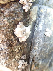 Dermatocarpon reticulatum