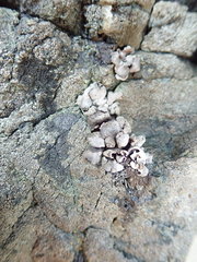 Dermatocarpon reticulatum