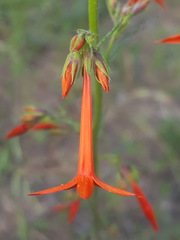 Ipomopsis aggregata formosissima