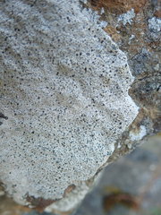 Circinaria caesiocinerea