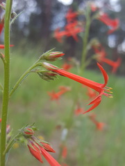 Ipomopsis aggregata formosissima