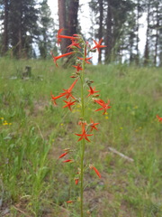 Ipomopsis aggregata formosissima