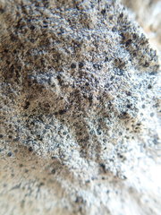 Circinaria caesiocinerea