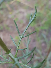 Ipomopsis aggregata formosissima