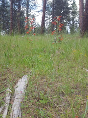 Ipomopsis aggregata formosissima