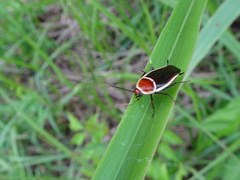 Pseudomops septentrionalis
