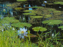 Nymphaea gigantea