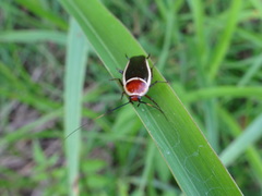 Pseudomops septentrionalis