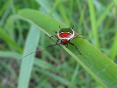 Pseudomops septentrionalis