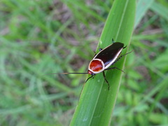 Pseudomops septentrionalis