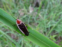 Pseudomops septentrionalis