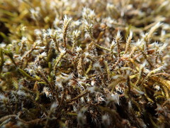 Hedwigia stellata