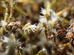 Hedwigia stellata