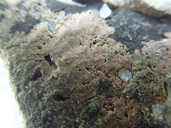 Arthonia phaeobaea