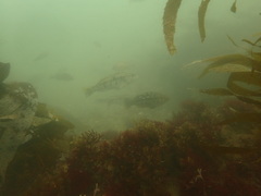 Paralabrax nebulifer