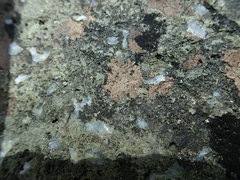 Arthonia phaeobaea