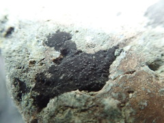 Hydropunctaria maura