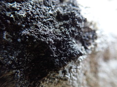 Fuscopannaria maritima