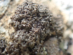 Fuscopannaria maritima
