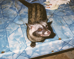 Paradoxurus musangus