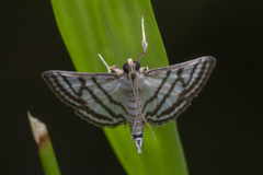 Ravanoa xiphialis