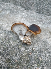 Fungi