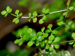 Galium propinquum