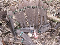 Polyplectron bicalcaratum