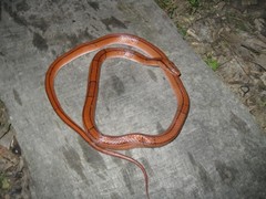 Oreocryptophis porphyraceus