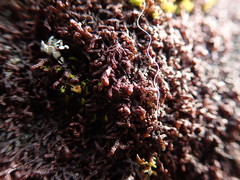 Frullania californica