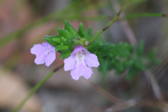 Prostanthera densa