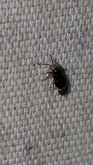 Encyrtinae