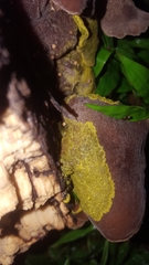 Mycetozoa