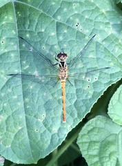 Sympetrum kunckeli