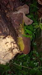 Mycetozoa