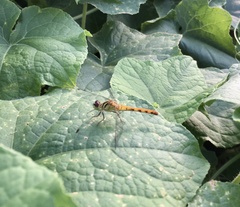 Sympetrum kunckeli