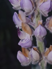Lupinus leucophyllus