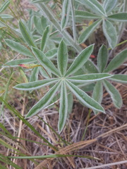Lupinus leucophyllus
