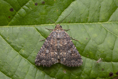 Condica aroana
