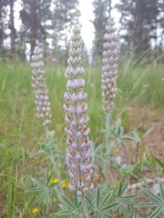 Lupinus leucophyllus