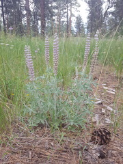 Lupinus leucophyllus