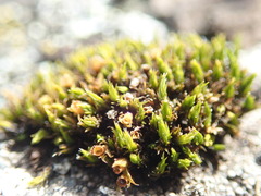 Schistidium maritimum