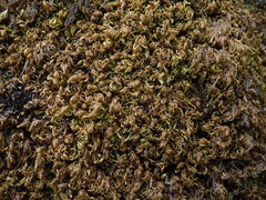 Pseudisothecium cristatum