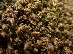 Pseudisothecium cristatum