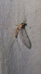 Leucrocuta aphrodite