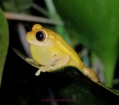 Dendropsophus bifurcus